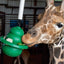 Kong Classic Kit  para Caballo